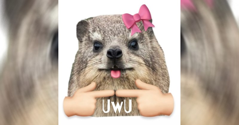 Hot take hot takes animals animal memes cats lolcats cat memes funny animal memes instagram tiktok